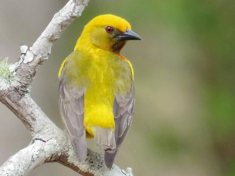 Tessitore dalla testa olivacea, Foto 3