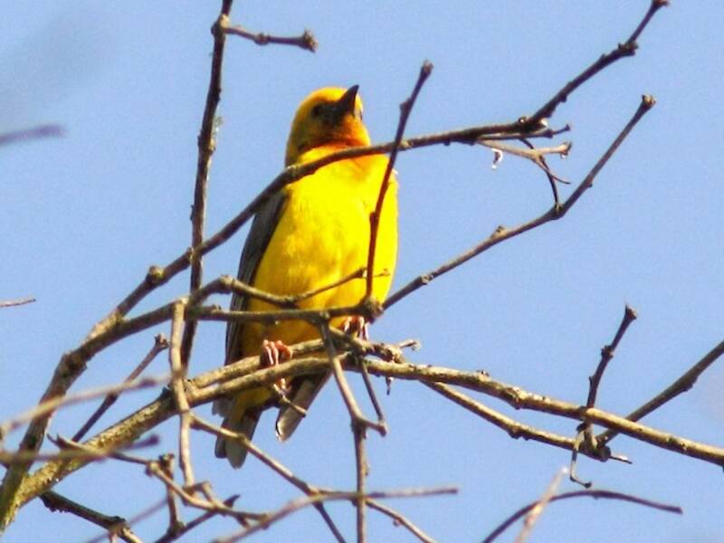 Tessitore dalla testa olivacea, Foto 4