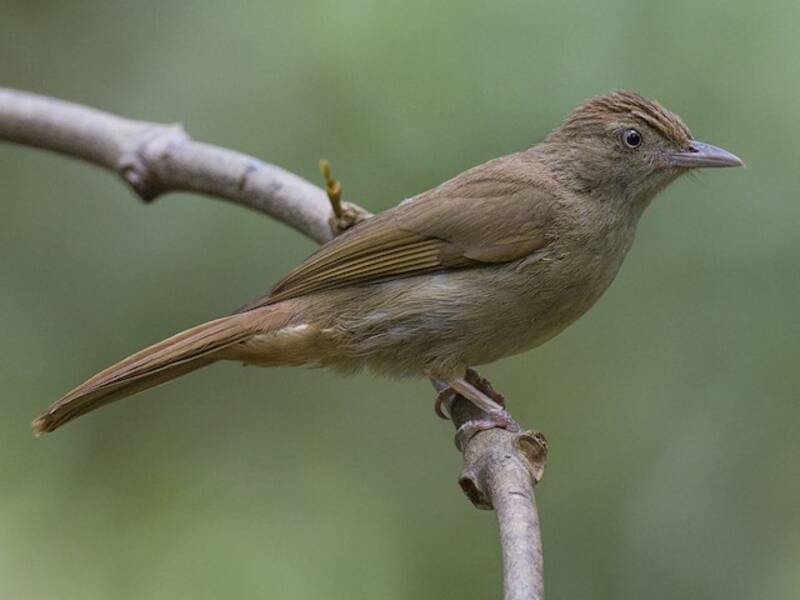 Bulbul olivaceo, Foto 4