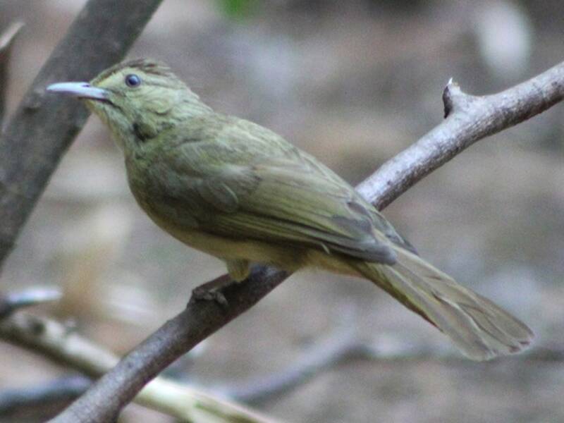 Bulbul olivaceo, Foto 2