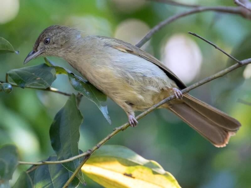 Bulbul olivaceo, Foto 3