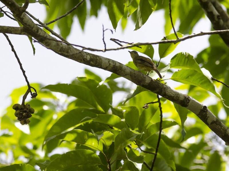 Bulbul olivaceo
