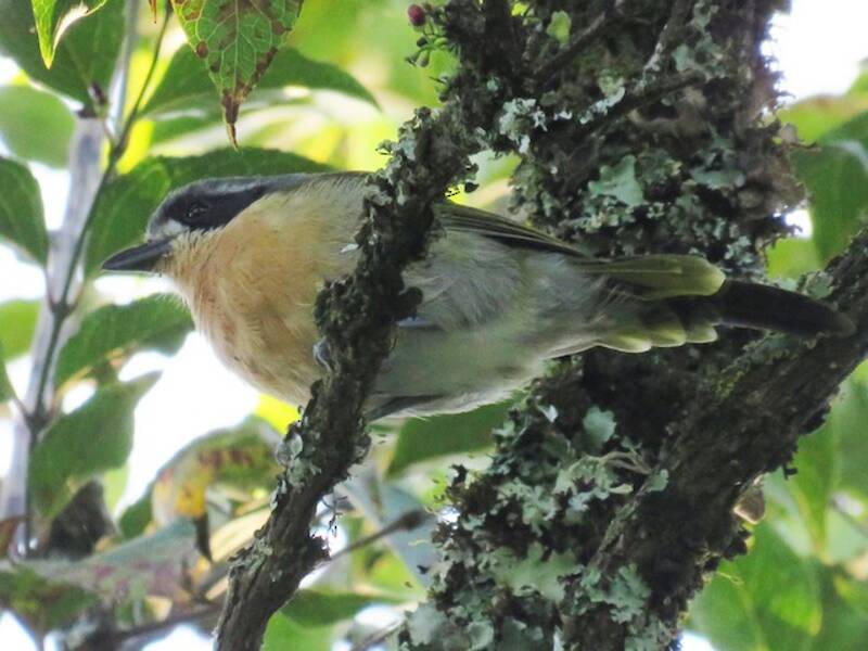Averla-shrike olivacea, Foto 2