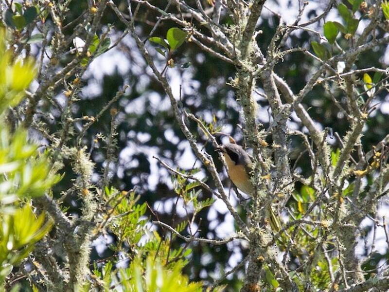 Averla-shrike olivacea, Foto 3