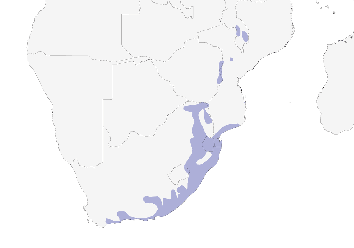 Averla-shrike olivacea, Distribuzione 1