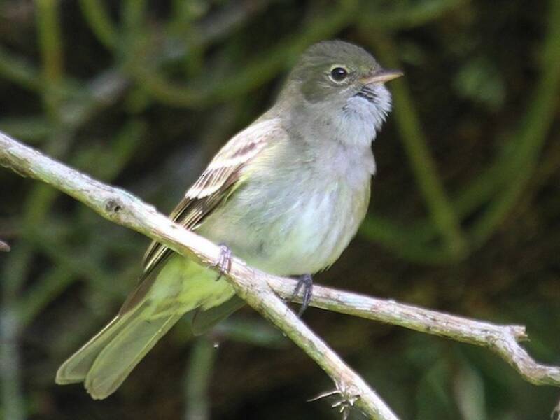 Olivaceous Elaenia