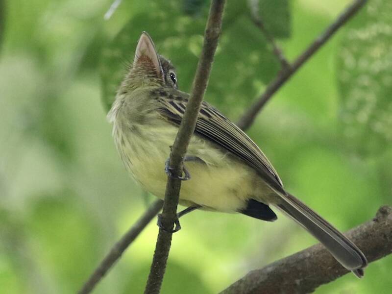 Becco Piatto Olivaceo Occidentale, Foto 4