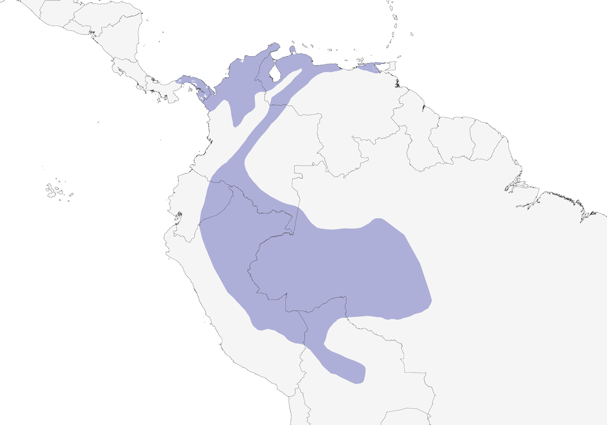 Becco Piatto Olivaceo Occidentale, Distribuzione 1