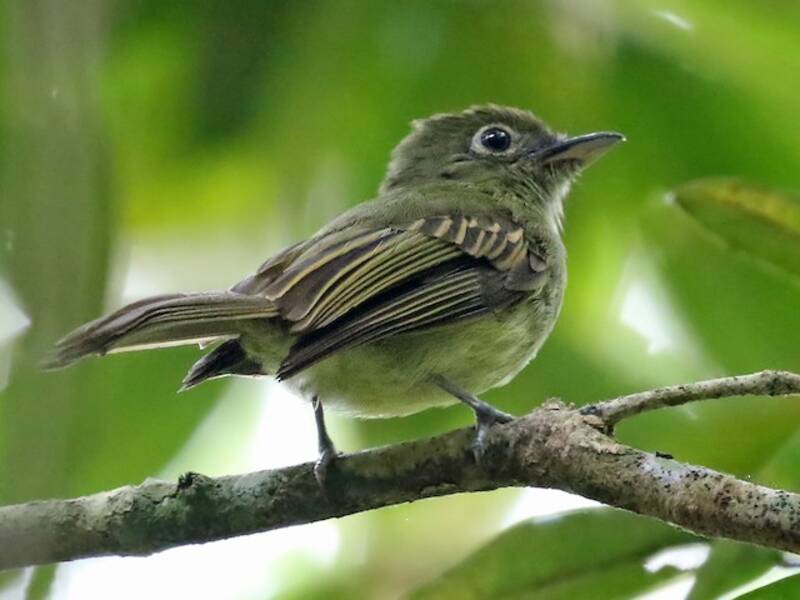 Pigliamosche olivaceo orientale, Foto 3