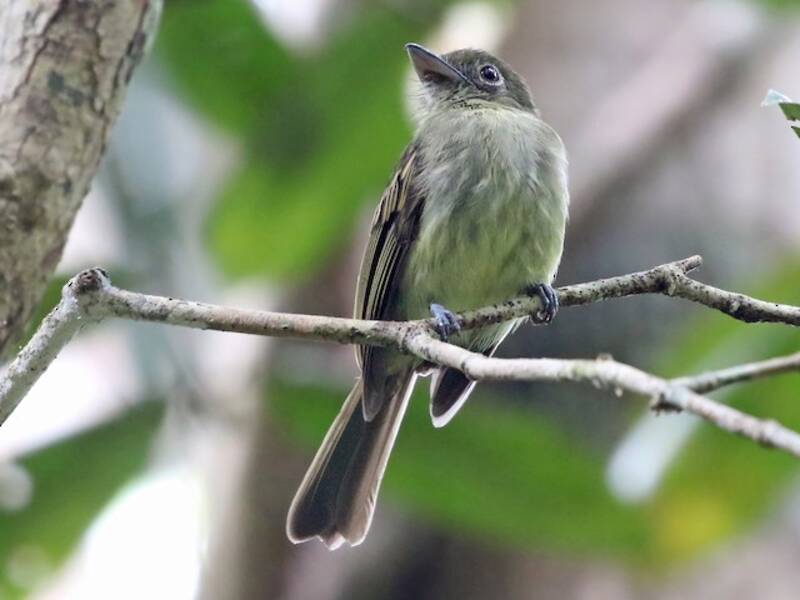 Pigliamosche olivaceo orientale, Foto 2