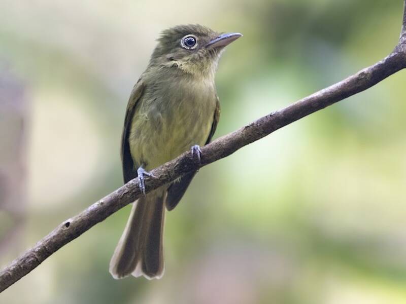 Pigliamosche olivaceo orientale