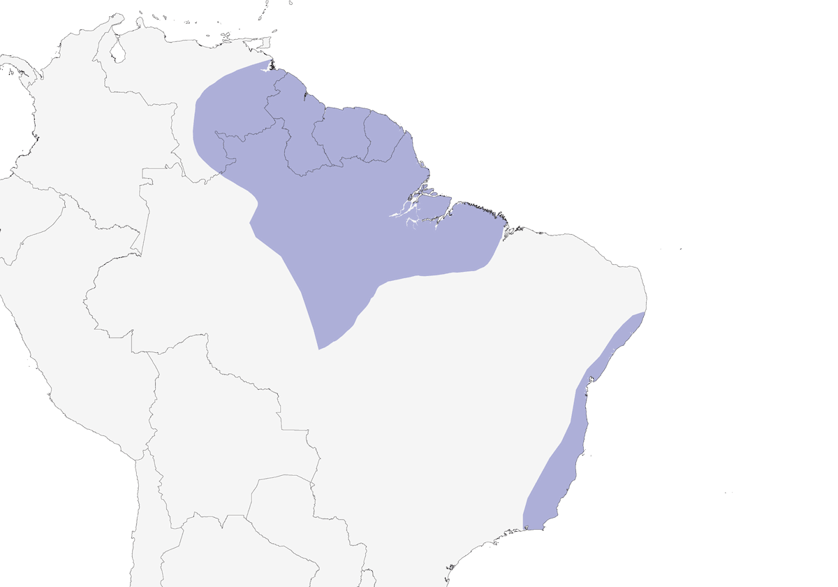 Pigliamosche olivaceo orientale, Distribuzione 1