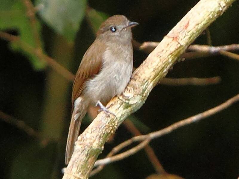 Pigliamosche olivaceo