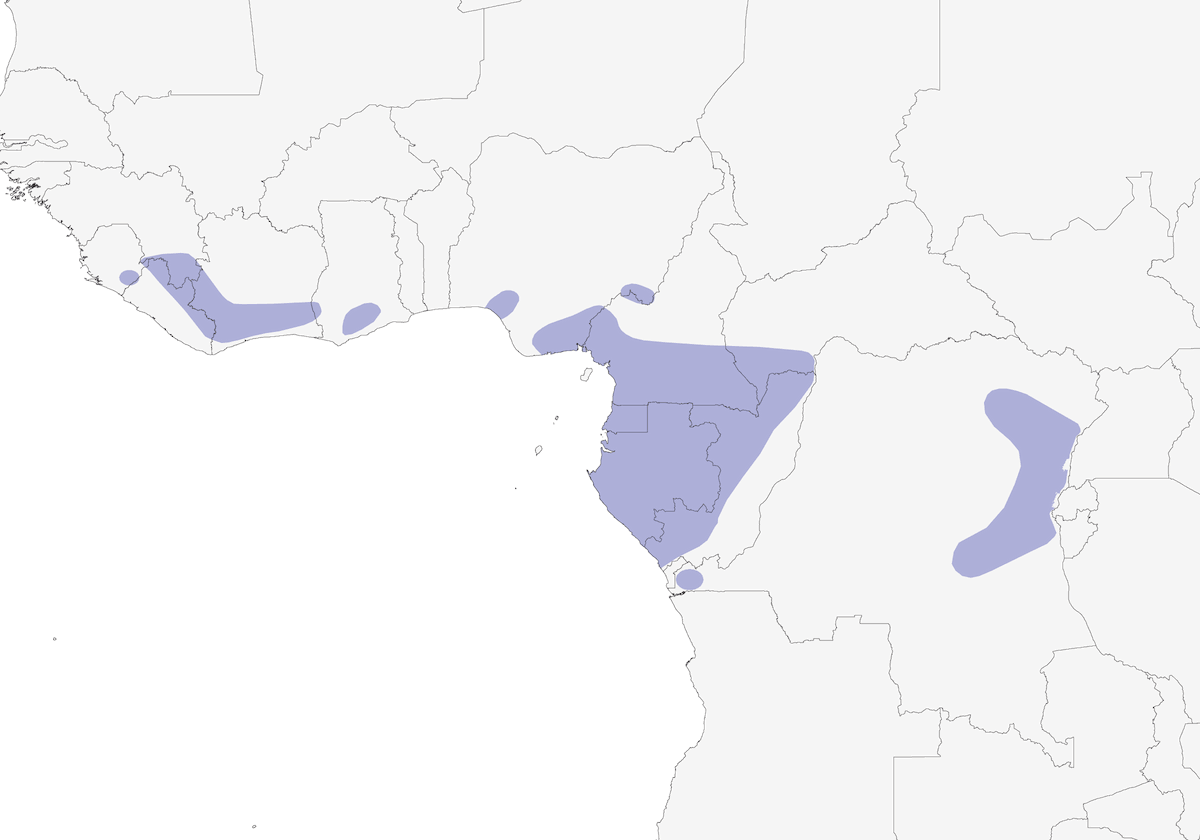 Pigliamosche olivaceo, Distribuzione 1