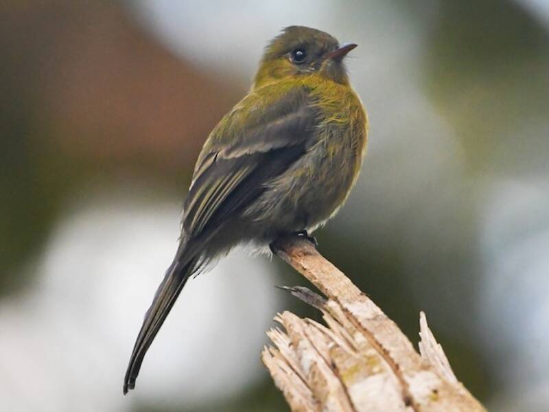 Olive Flycatcher, 照片 3