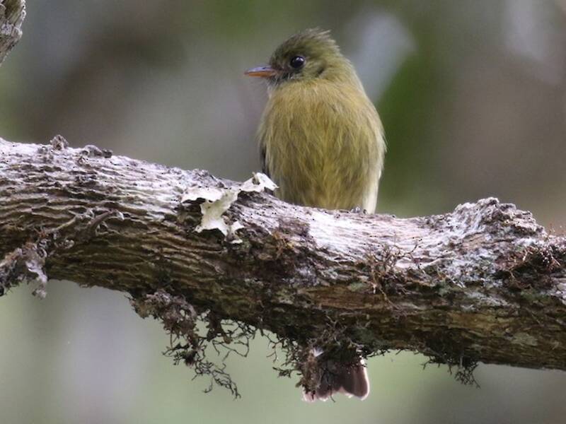 Olive Flycatcher, 照片 4