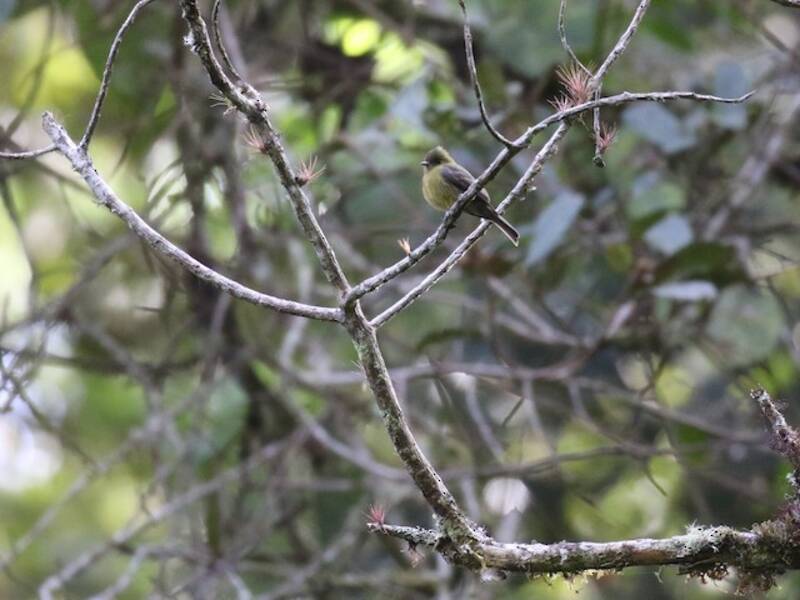 Olive Flycatcher, 照片 2
