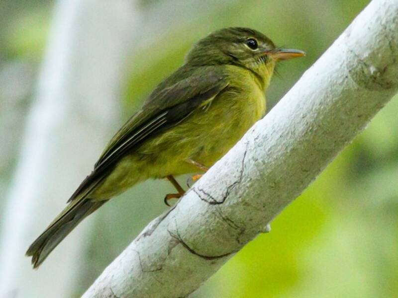 Olive Flyrobin