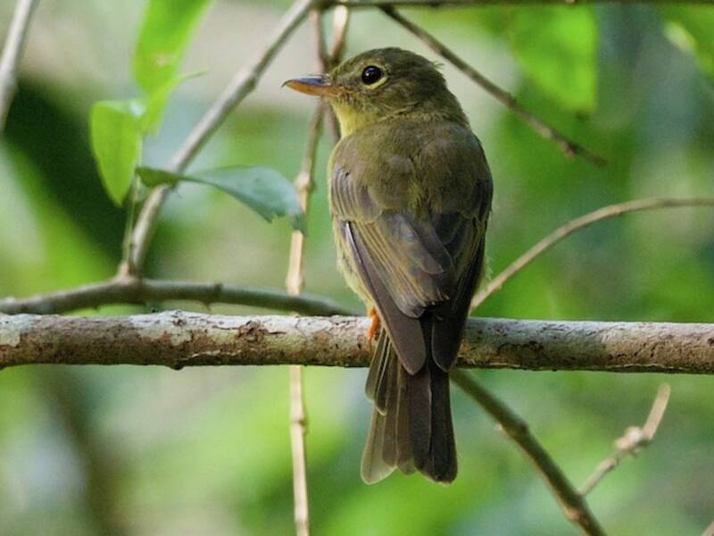 Olive Flyrobin, Photos 2