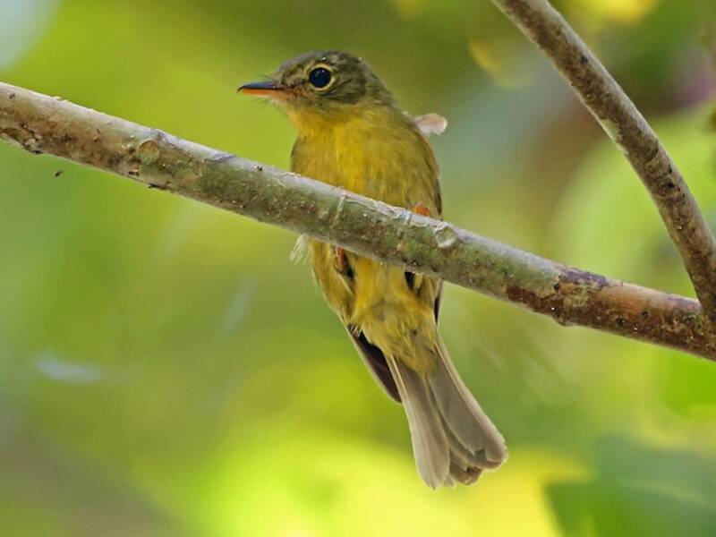 Olive Flyrobin, Photos 3