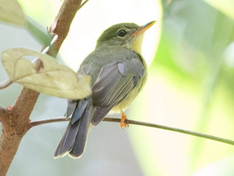 Olive Flyrobin, Photos 4