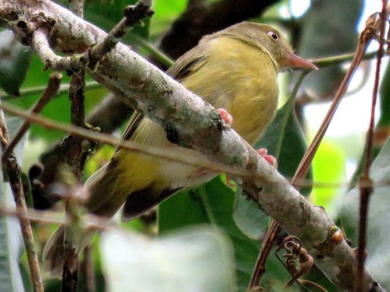 Olivaceous Greenlet, 照片 2