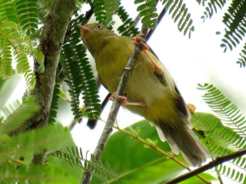 Olivaceous Greenlet, 照片 4