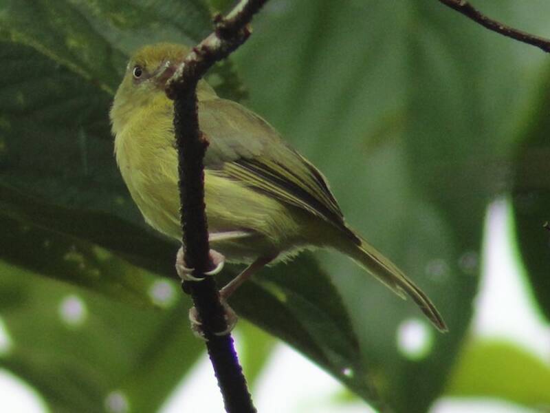 Olivaceous Greenlet, 照片 3