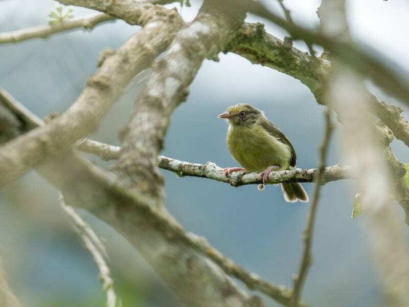 Olivaceous Greenlet