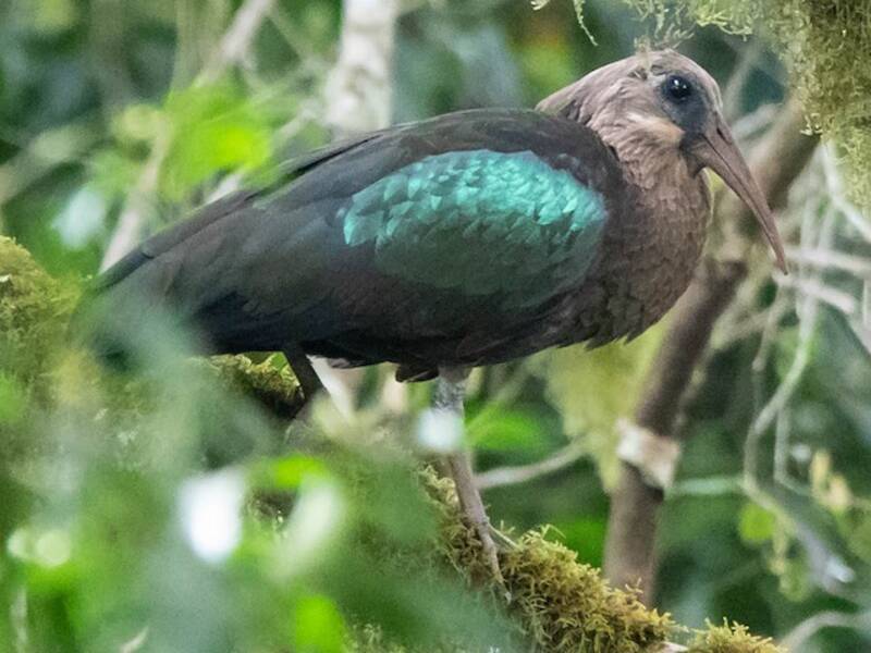 Olive Ibis, 照片 3