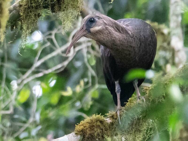 Olive Ibis, 照片 2