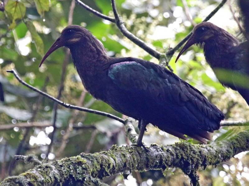 Olive Ibis (Bostrychia olivacea)