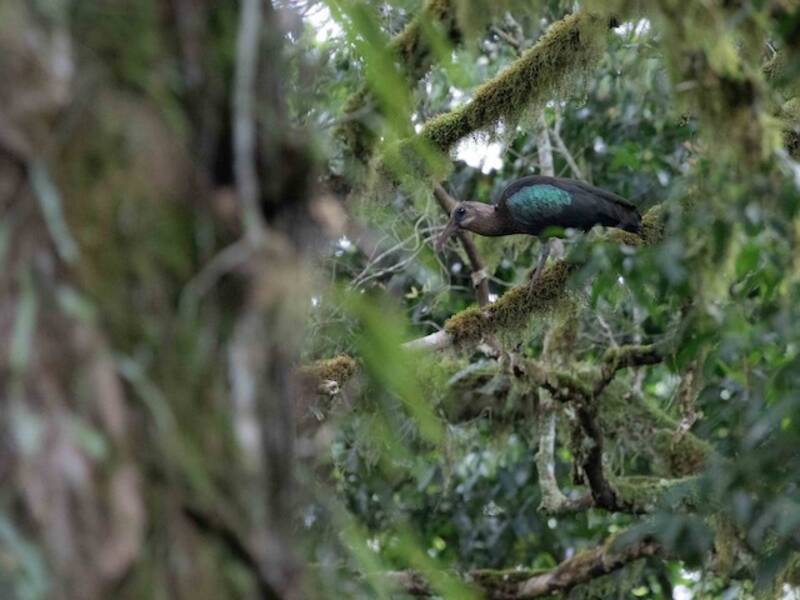 Olive Ibis, 照片 4