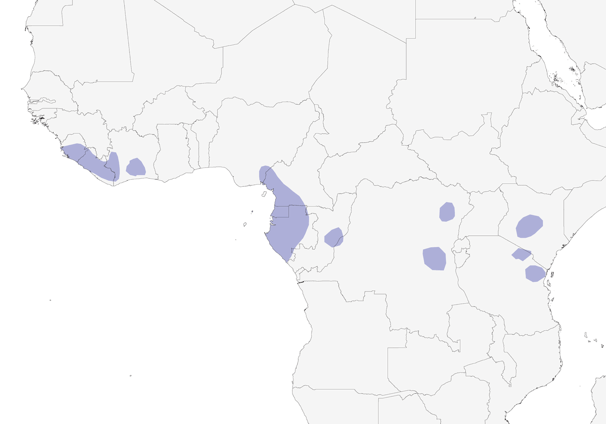 Olive Ibis, 分布 1