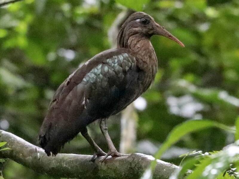 Ibis di São Tomé, Foto 4