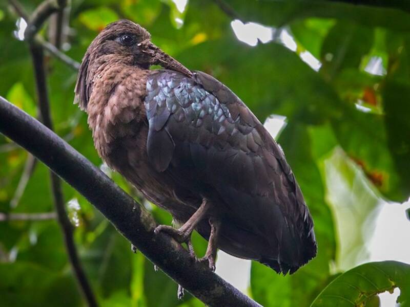Ibis di São Tomé, Foto 2