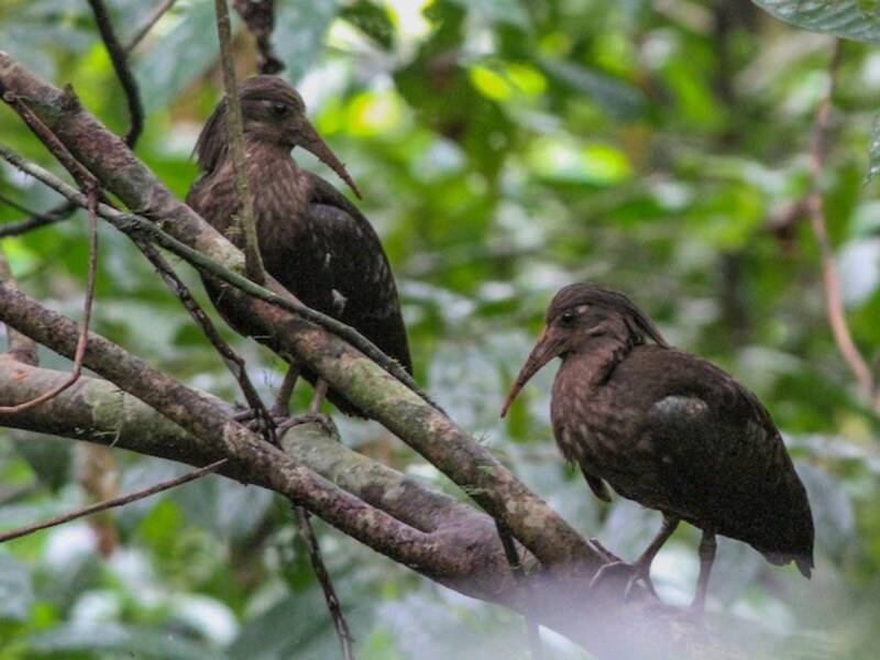 Ibis di São Tomé