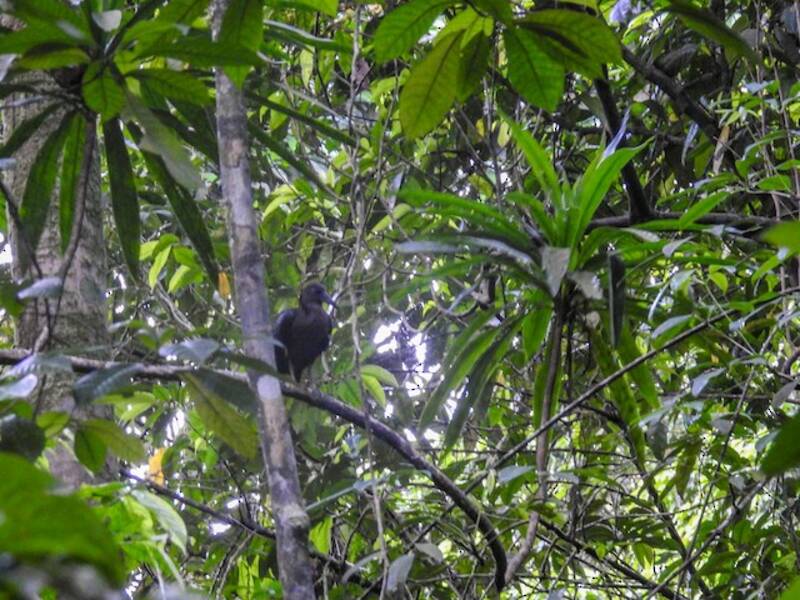 Ibis di São Tomé, Foto 3