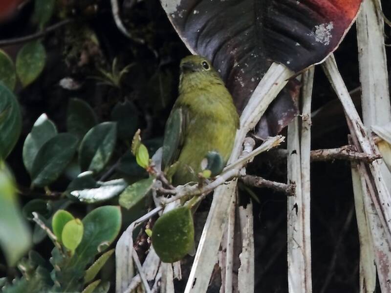 Olive Manakin, 照片 2