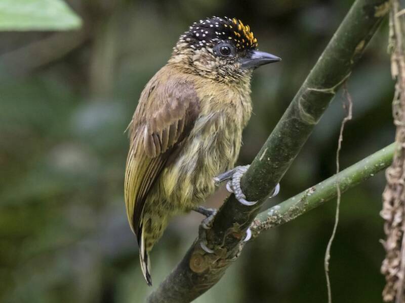 Olivaceous Piculet, Photos 3