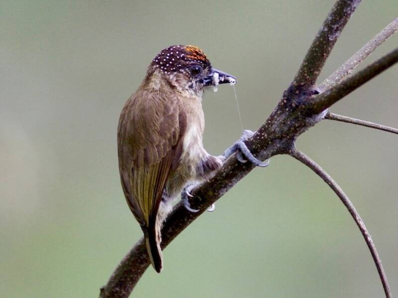 Olivaceous Piculet, Photos 2