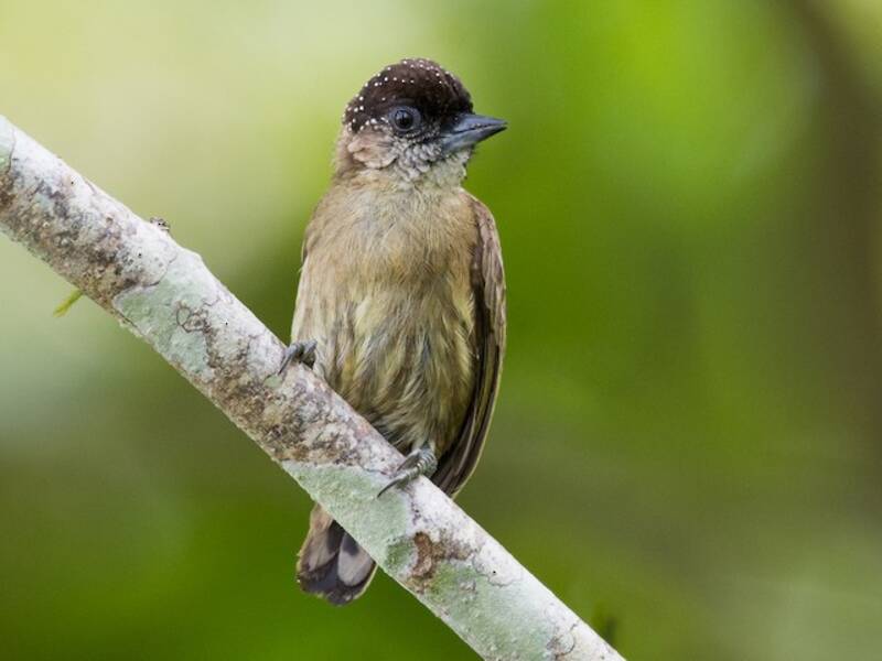 Olivaceous Piculet, Photos 4