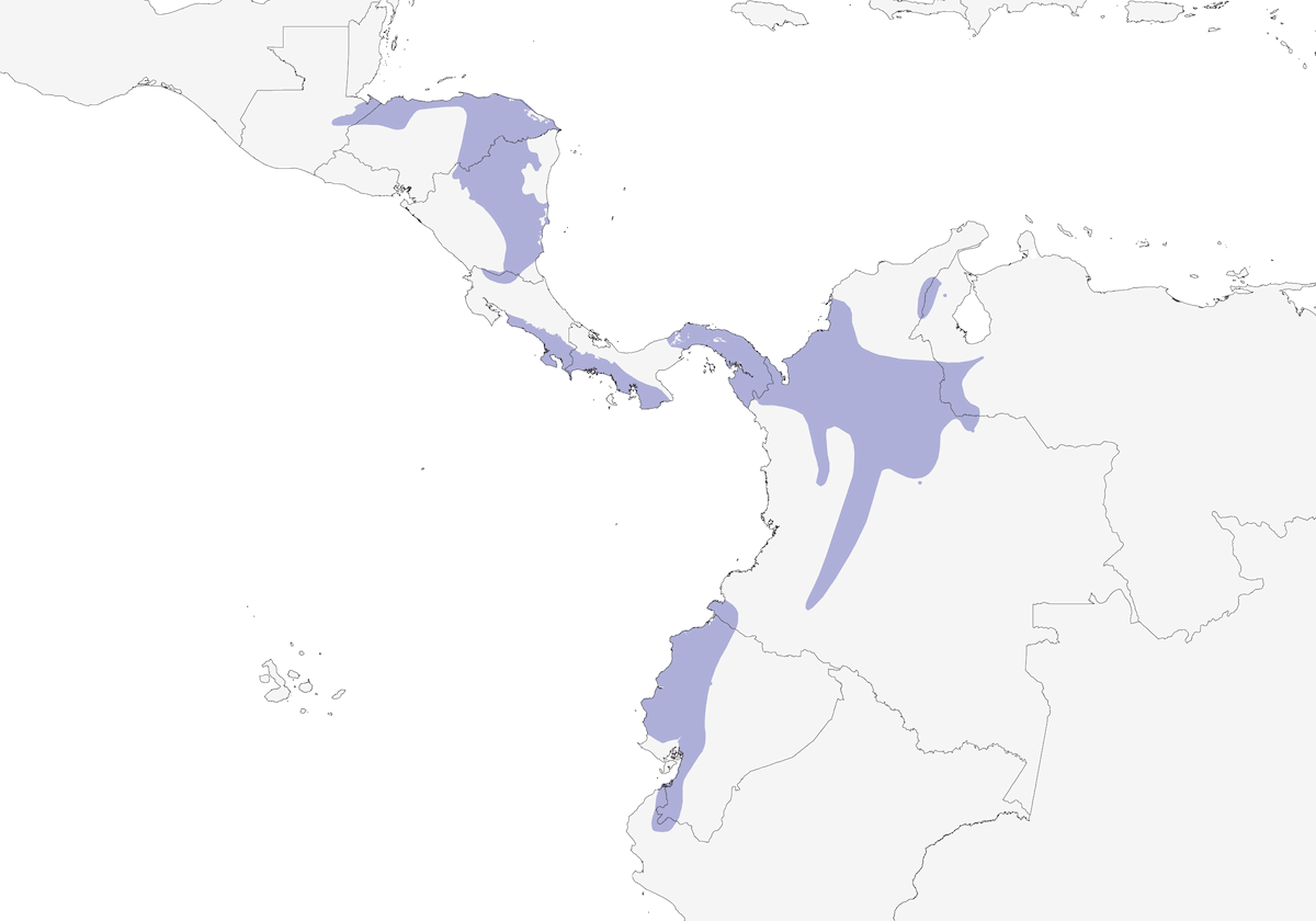 Olivaceous Piculet, Distribution 1