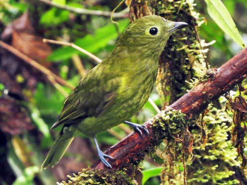 Piha olivacea