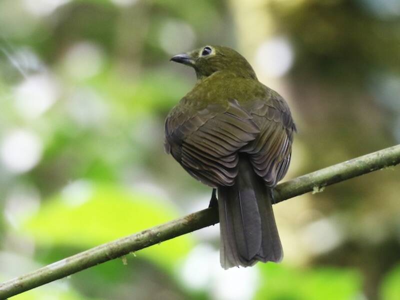 Olivaceous Piha, 照片 2