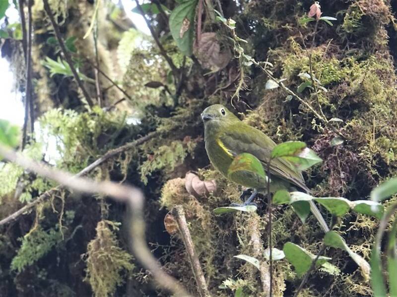Olivaceous Piha, 照片 4
