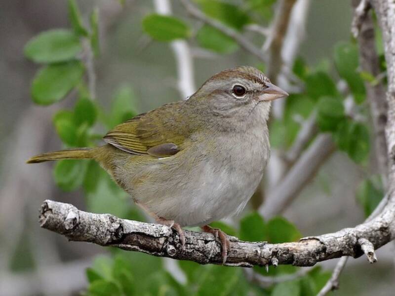 Olive Sparrow, 照片 4