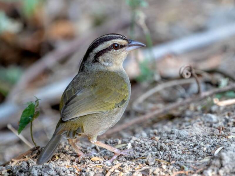 Olive Sparrow, 照片 3