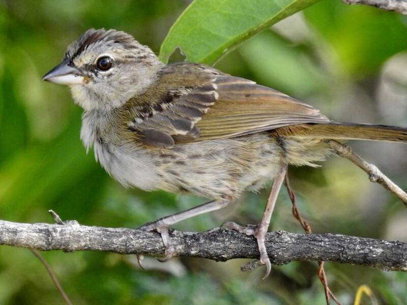 Olive Sparrow, 照片 2