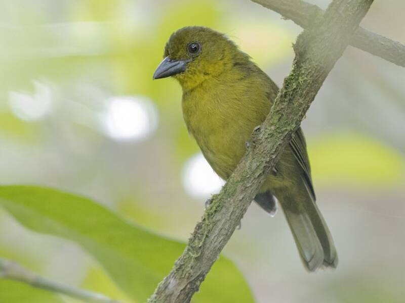 Carmiol's Tanager, Photos 4
